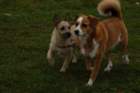 dsc_0087_small.jpg