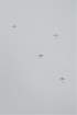 dsc_0131_small.jpg