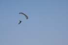 img_5491_small.jpg